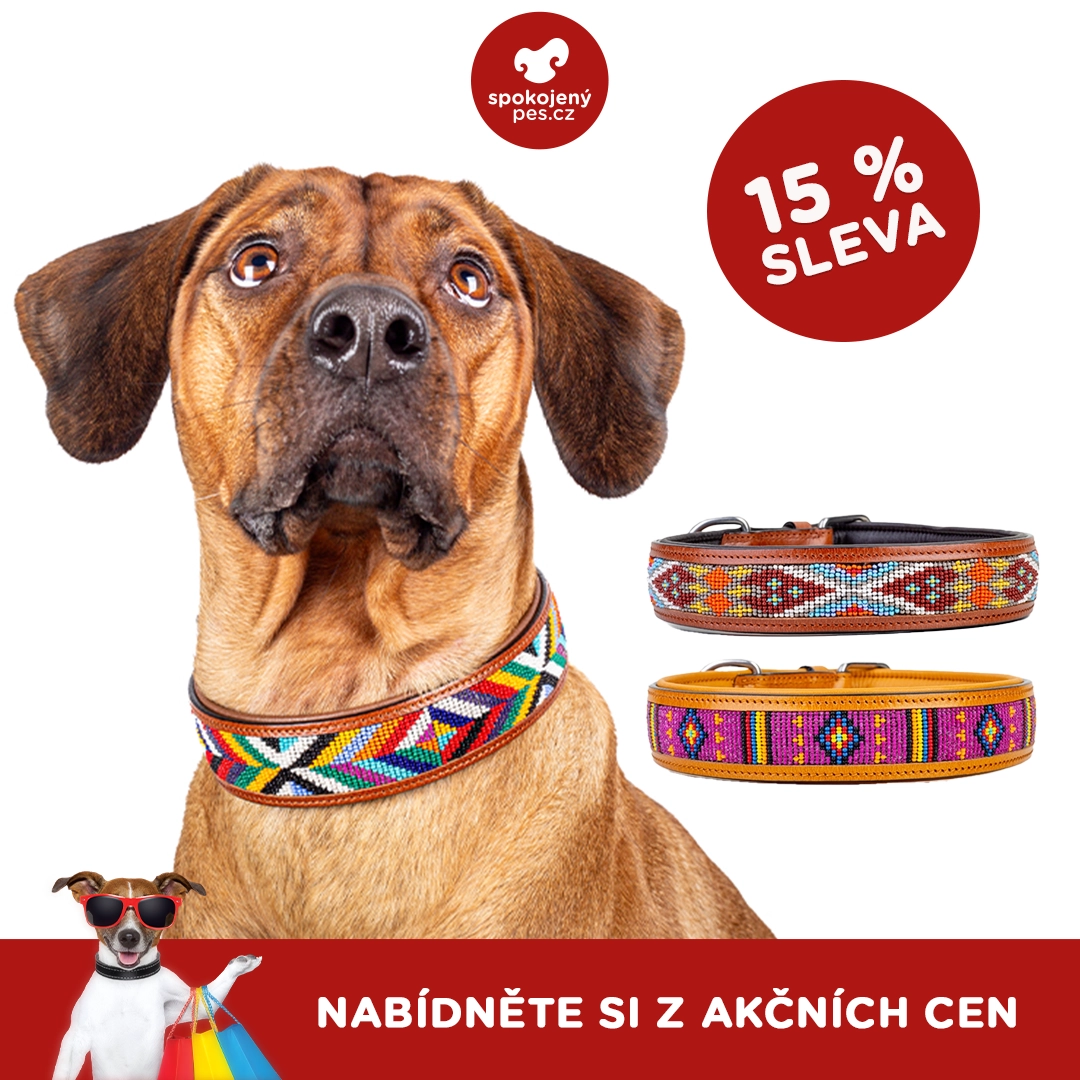 dog kay line.webp